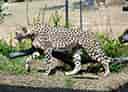 動物図鑑・チーター 2